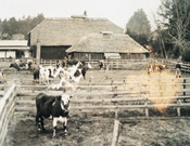滝前丁の牛舎