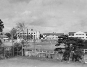 土樋から見た大学 1952年