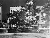 電飾された木 1954年
